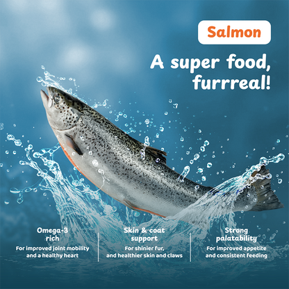 Petsup Complete Cat Dry Food Carnivores Catch Grain Free 1kg Rabbit & Salmon Flavor Novel Protein Complete Nutrition Low Sodium Hypoallergenic Easy to Digest for Picky Eaters Dry Cat Food for All Breeds